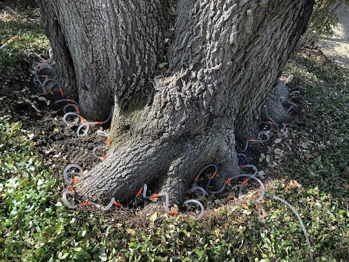 Detailed Tree Cabling and Bracing job site in Lynndyl