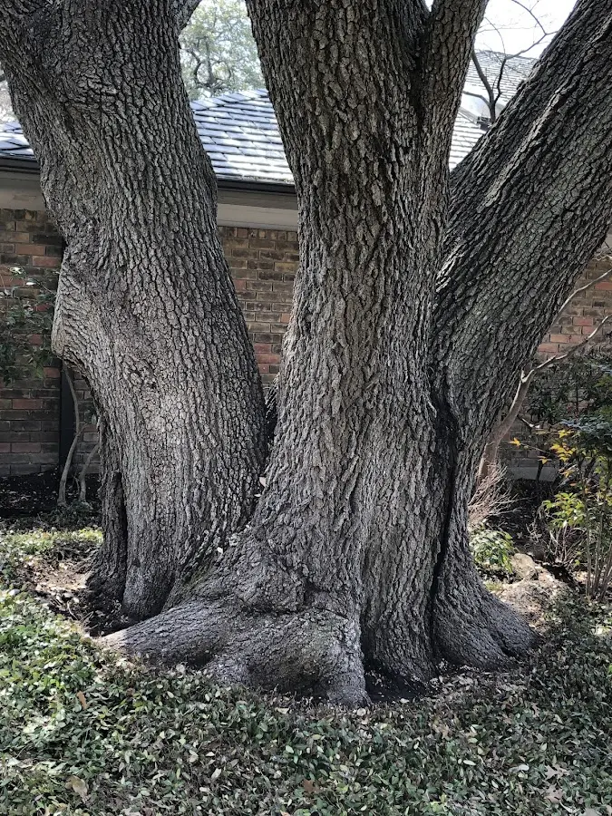 Mature heritage tree close to a Lynndyl property cared for by certified arborists